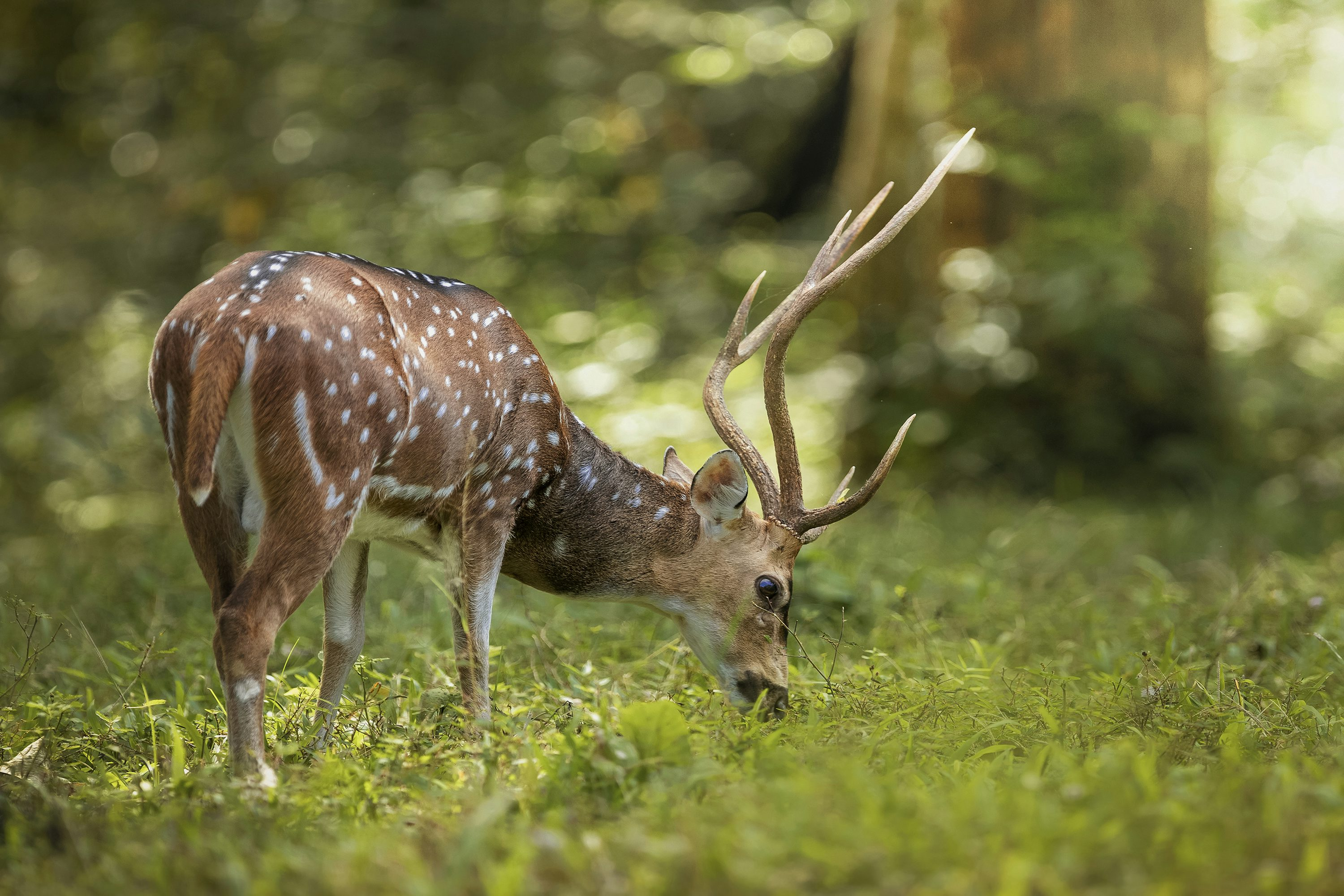 5 Days Ranchi, Netarhat & Betla Tour 5 Days Ranchi, Netarhat & Betla Tour