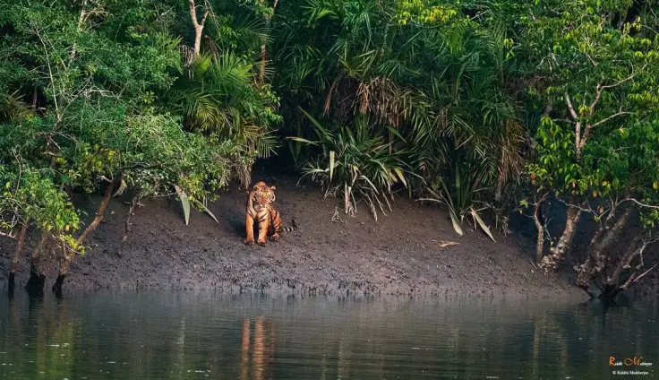 Kolkata to Sundarban Jungle Trip 2 Days Per Person
